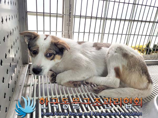한국동물구조관리협회_441559202400190